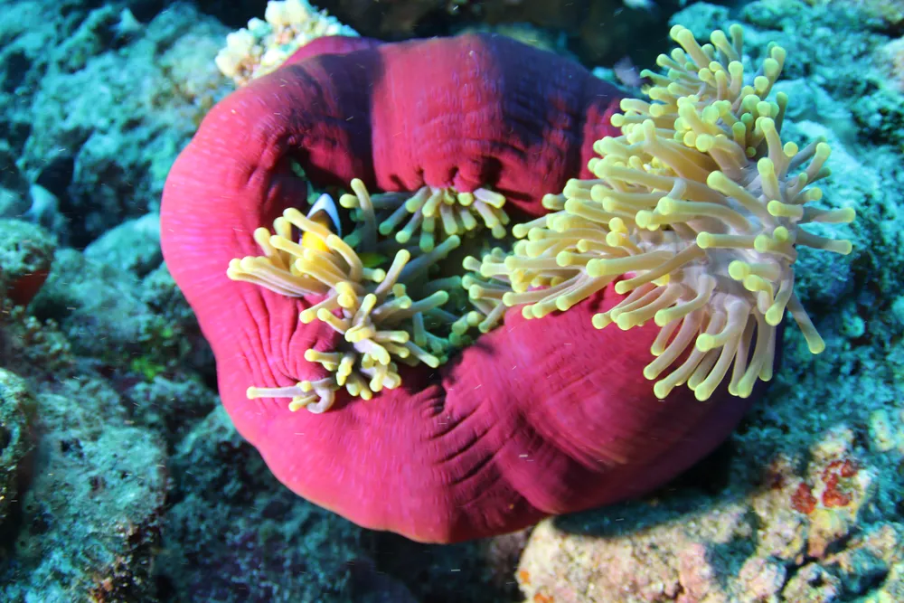 Pesce pagliaccio in un anemone nel Mar Rosso