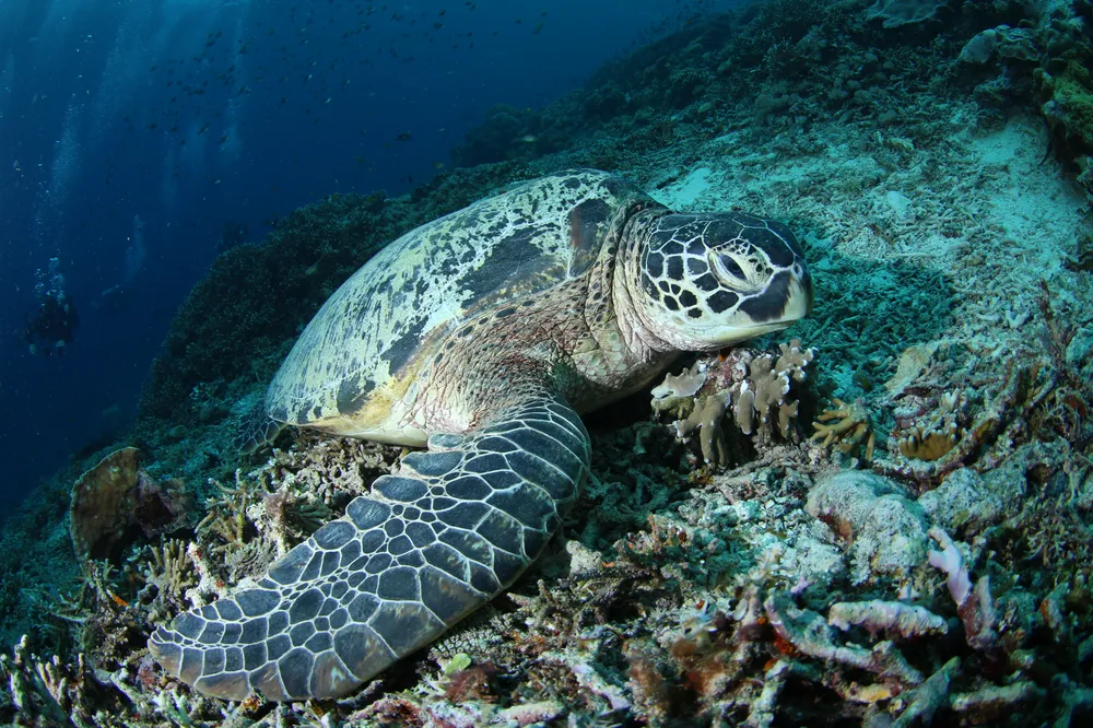 Tartaruga su un reef corallino a Raja Ampat, Indonesia