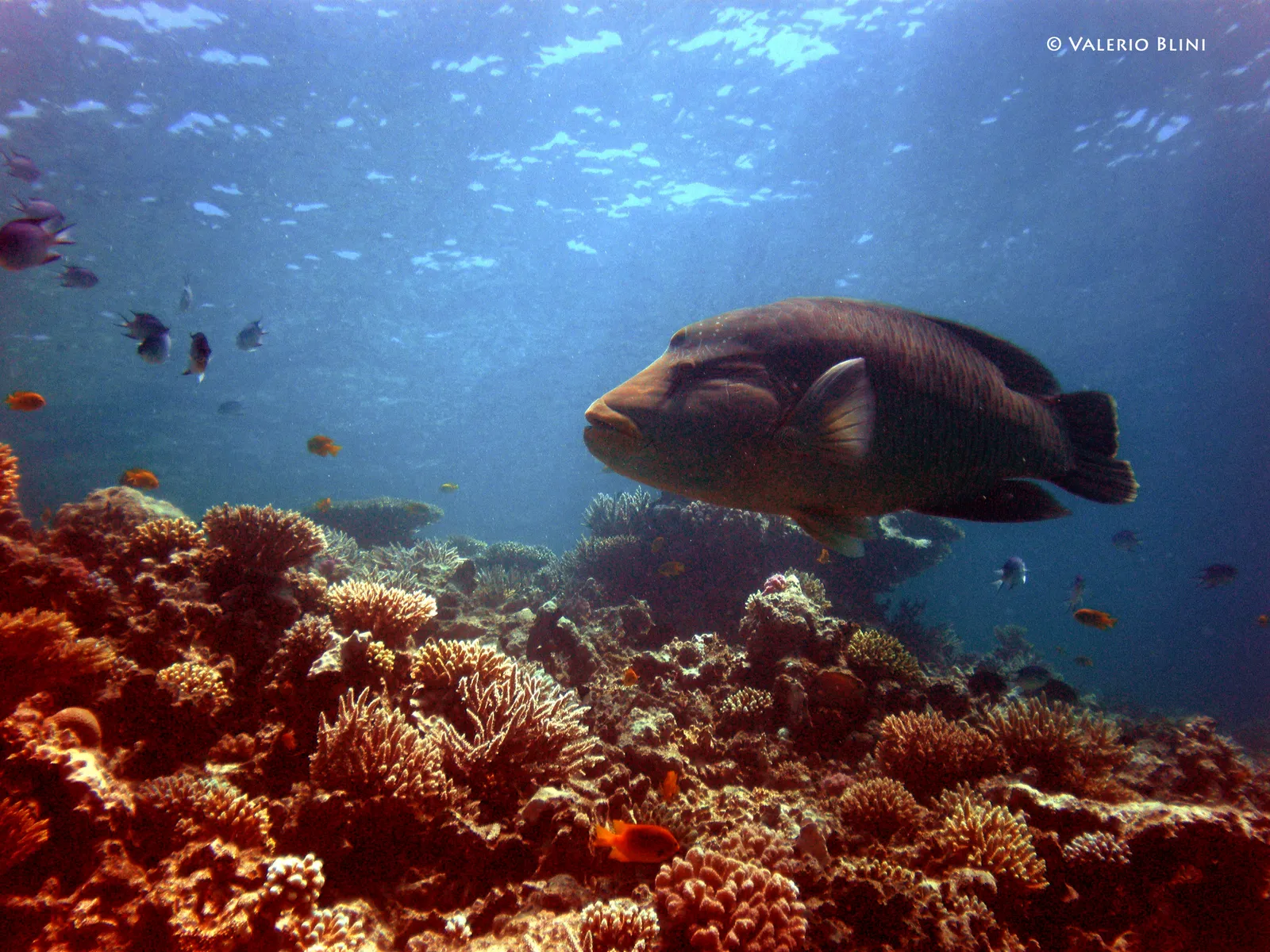 Immersione nel Mar Rosso, ad Hurghada