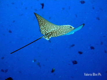 Maldive